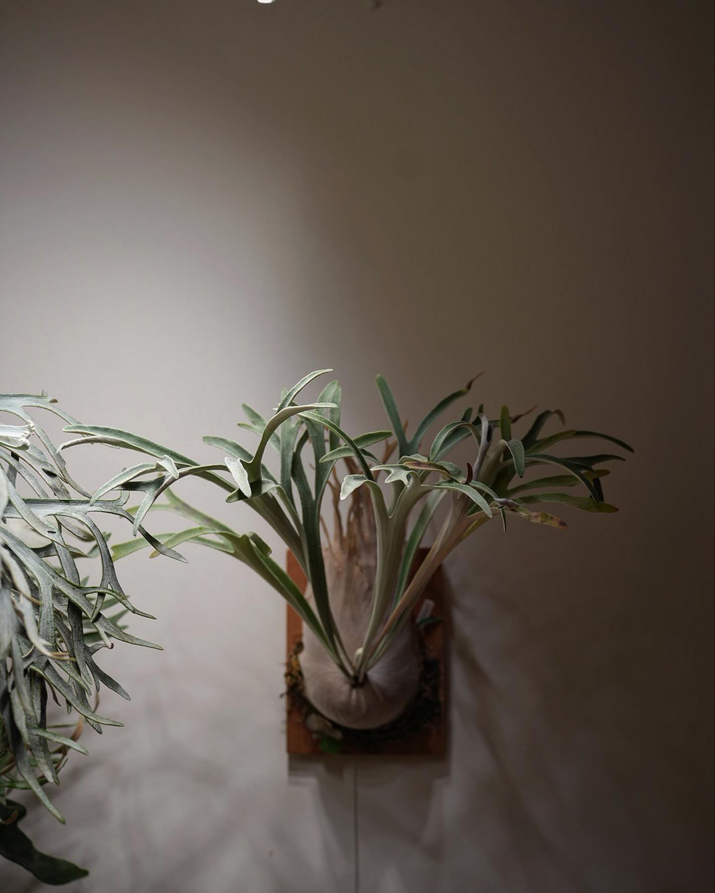 ベイチーワイルドvp16 from @vandaka_plants ベイチーも良いですね 良さがわか