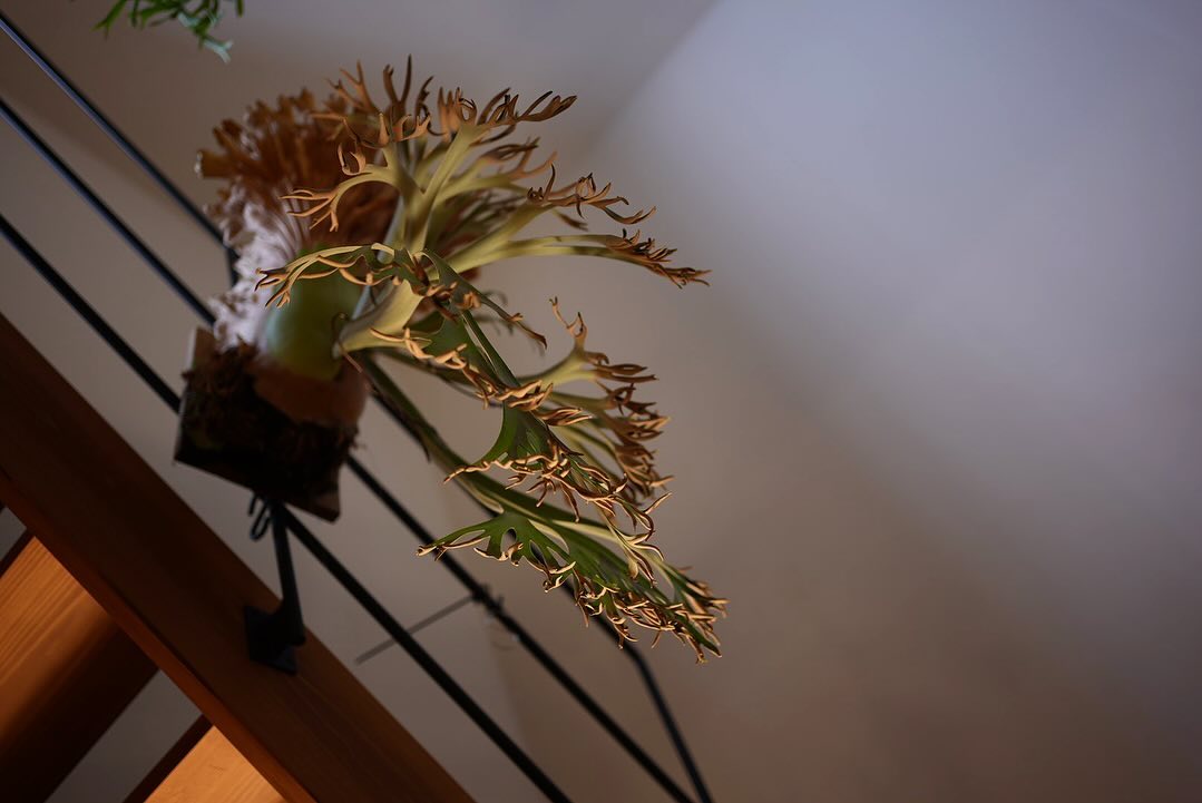 P.willinckii 月光爪哇 from @comolebi_plants 貯水葉もグイグイきて