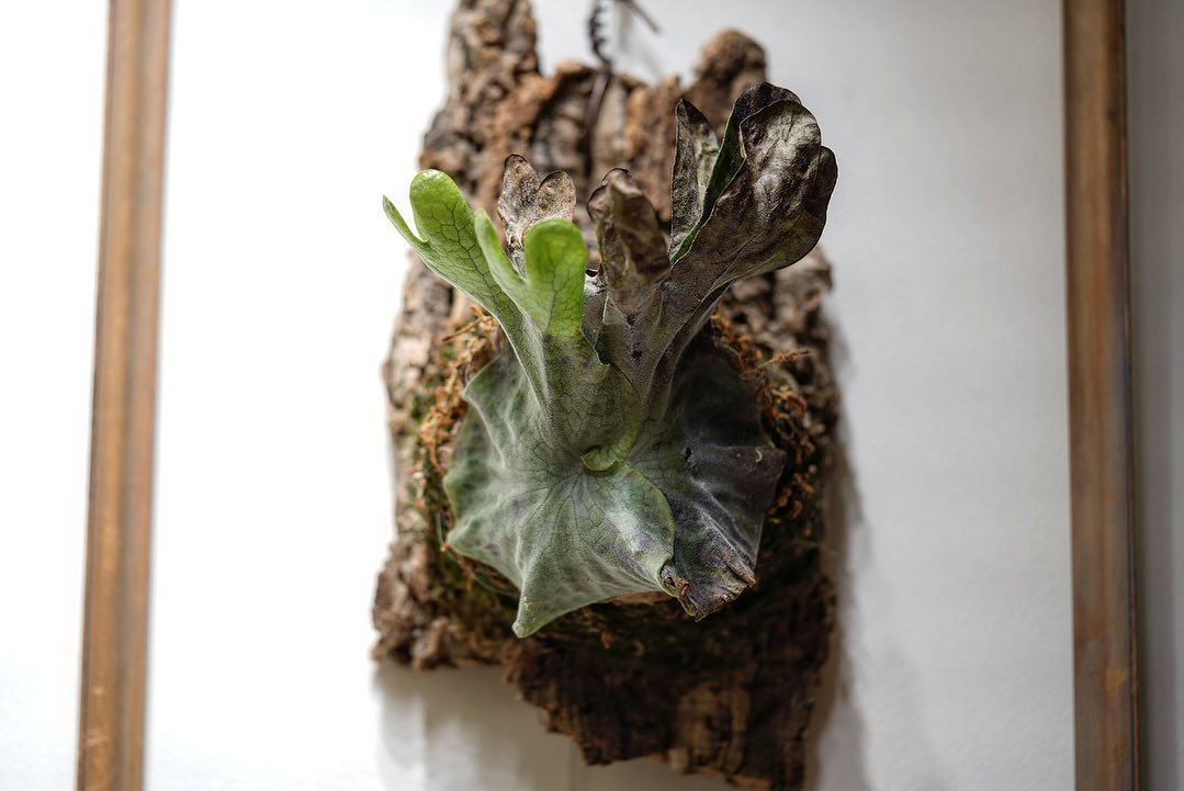 P.superbum dwarf sporeling 皆さん水曜日は貯水葉の日です。