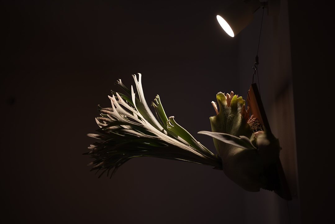 P.Elsa from @vandaka_plants 自閉円頓裹⁉