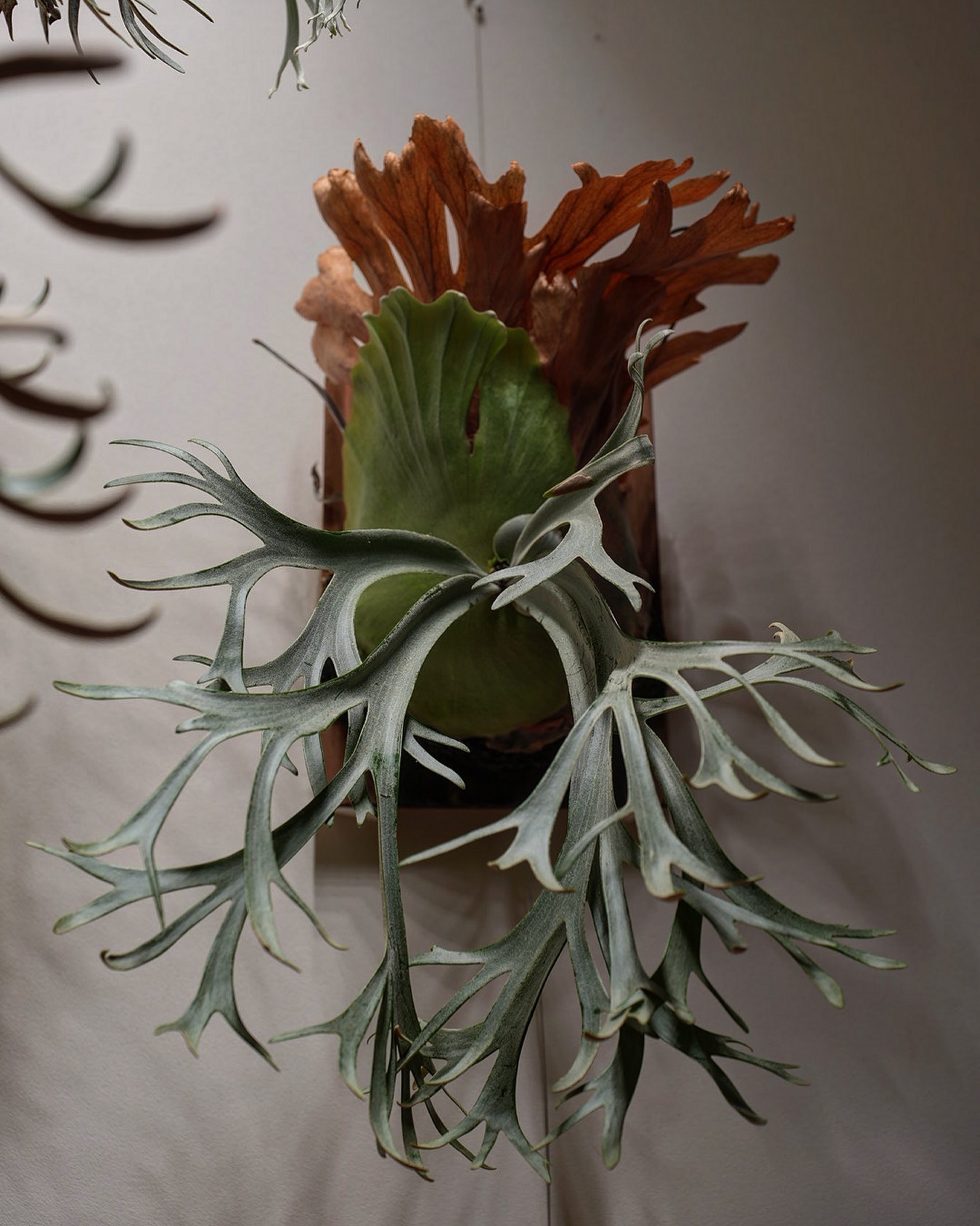 P.willinckii ‘yellow moon’ from @botanyvalley ワイヤー