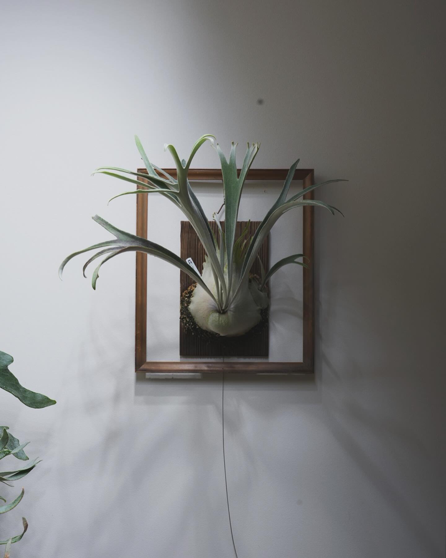 P.veitchii "doralemo” 胞子葉ポロポロの凍傷寸前の小株からよくぞここまで大きくな