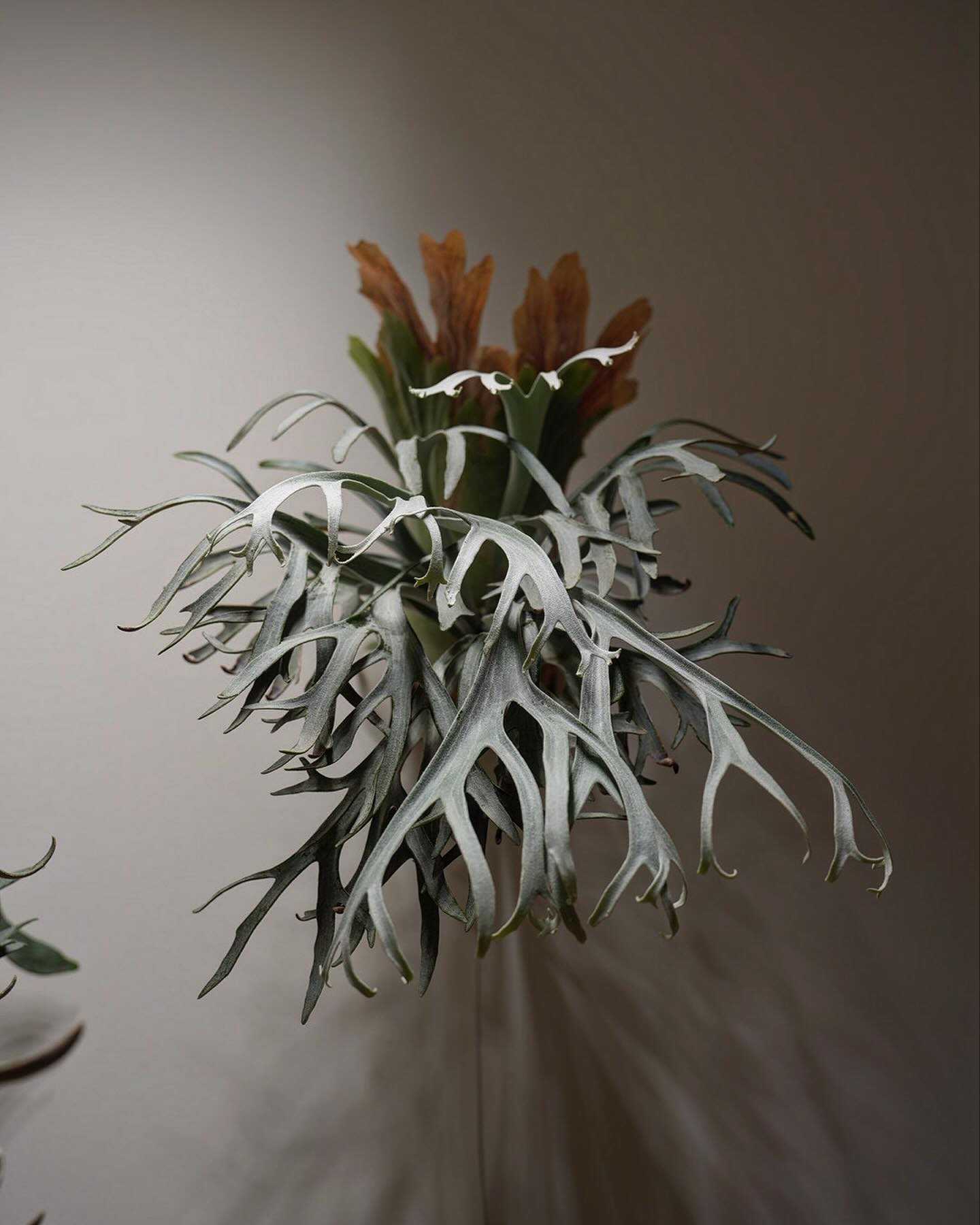 P.willinckii moonlight from @katsu_hibino チリチリのぴろぴ