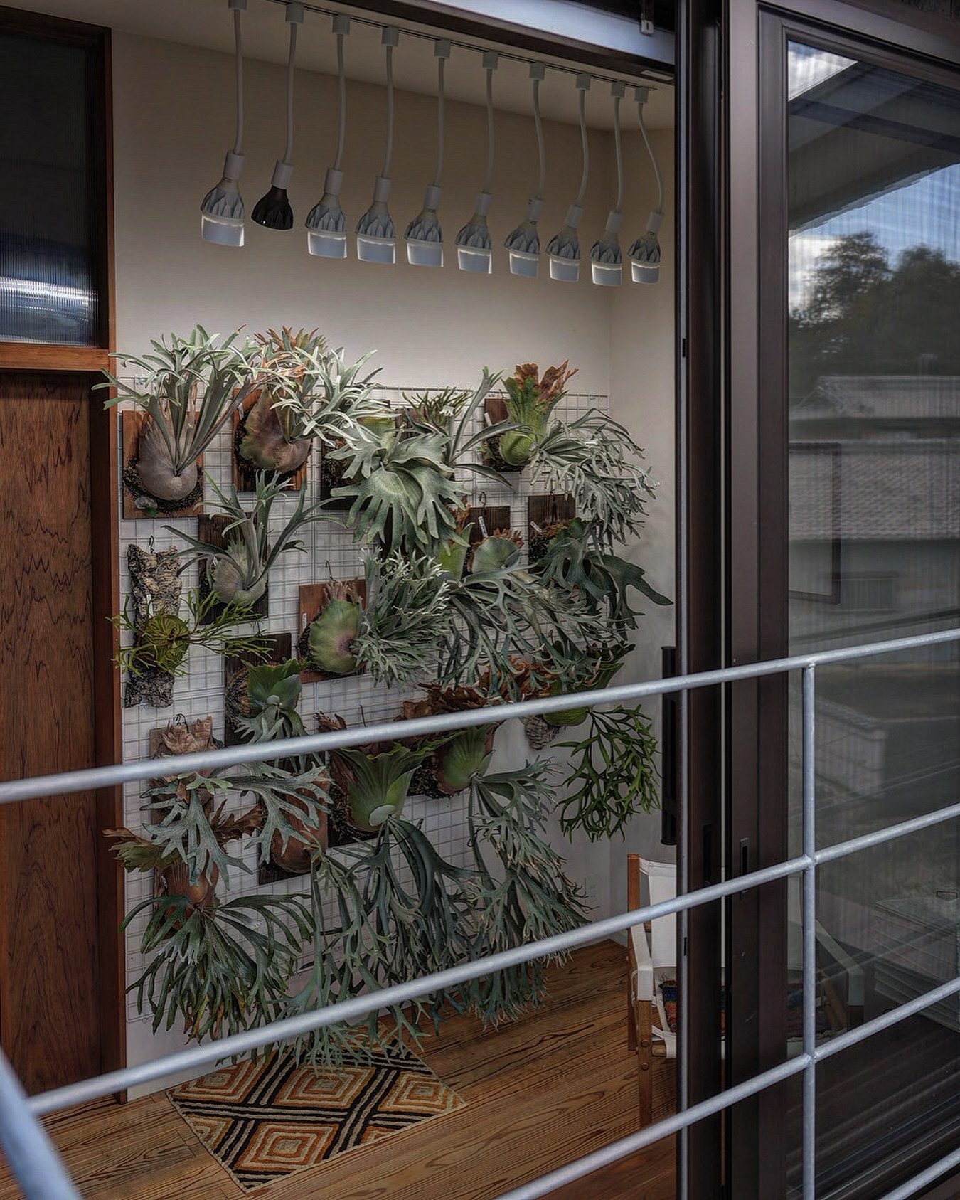 我が家のビカクウォール全体