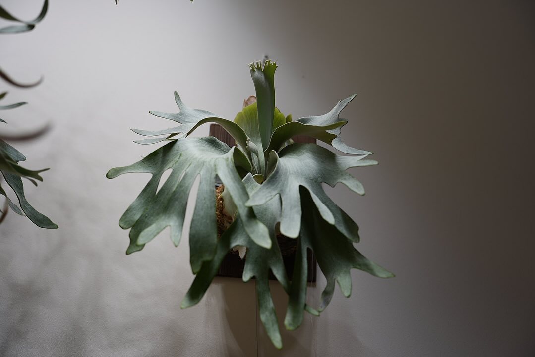 P.White gizmo 交雑種もいいぞ。 20分岐くらい？なかなかに独特な分岐の仕方。