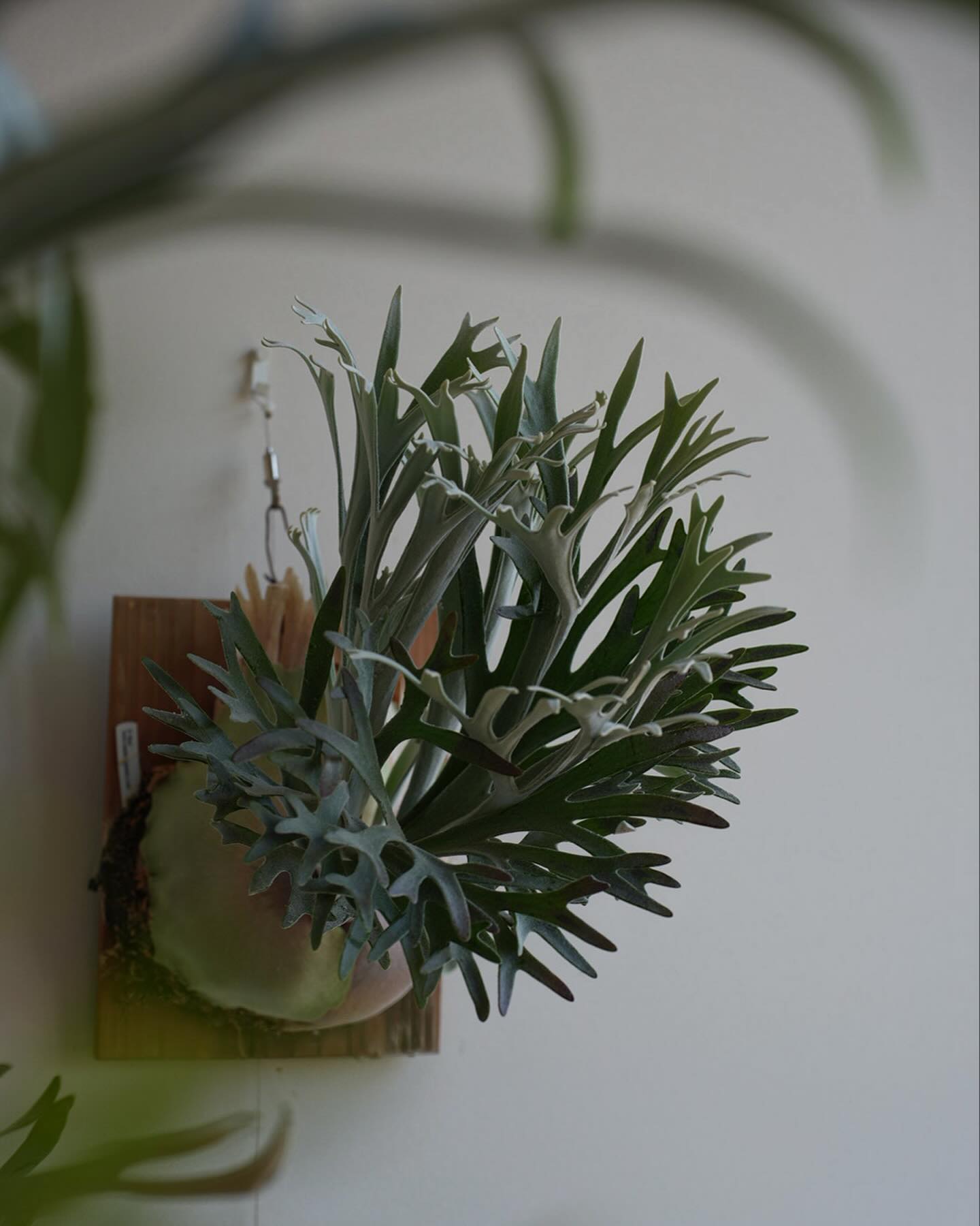 P.Elsa from @vandaka_plants エルサはもうよくわからない 2024.4.1