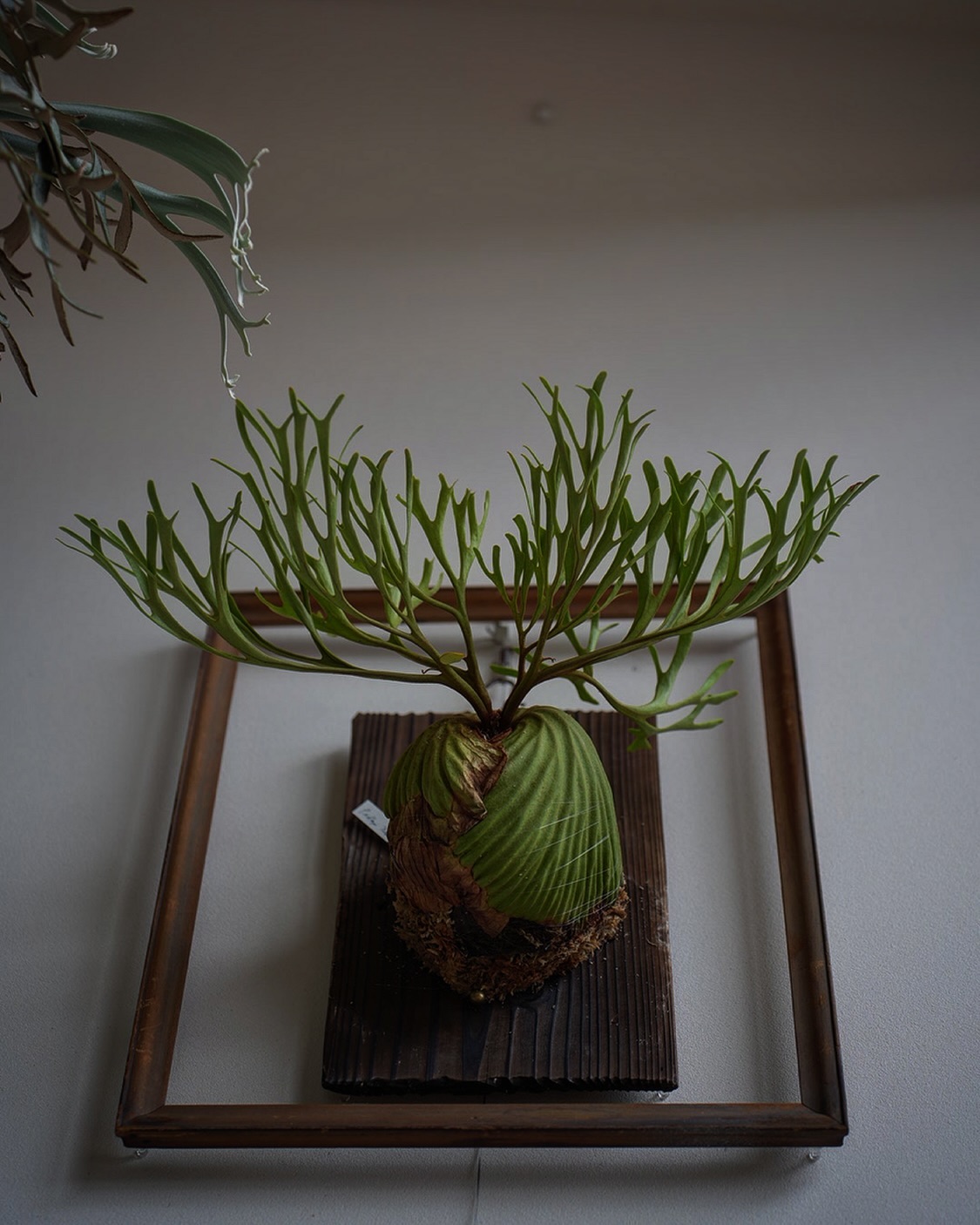 Platycerium ridleyi nano from @katsu_hibino 目指せバブル