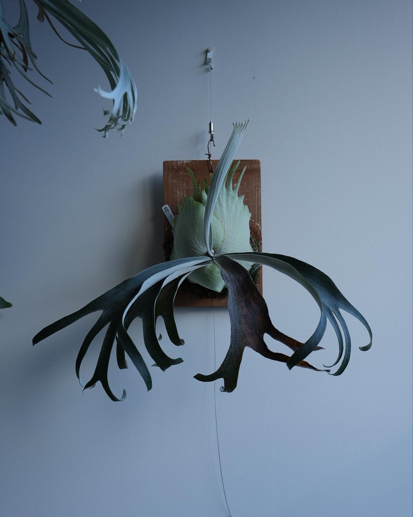 P.veitchii auburn river胞子培養＃1 自家製ARs 胞子葉は10分岐以上ありま