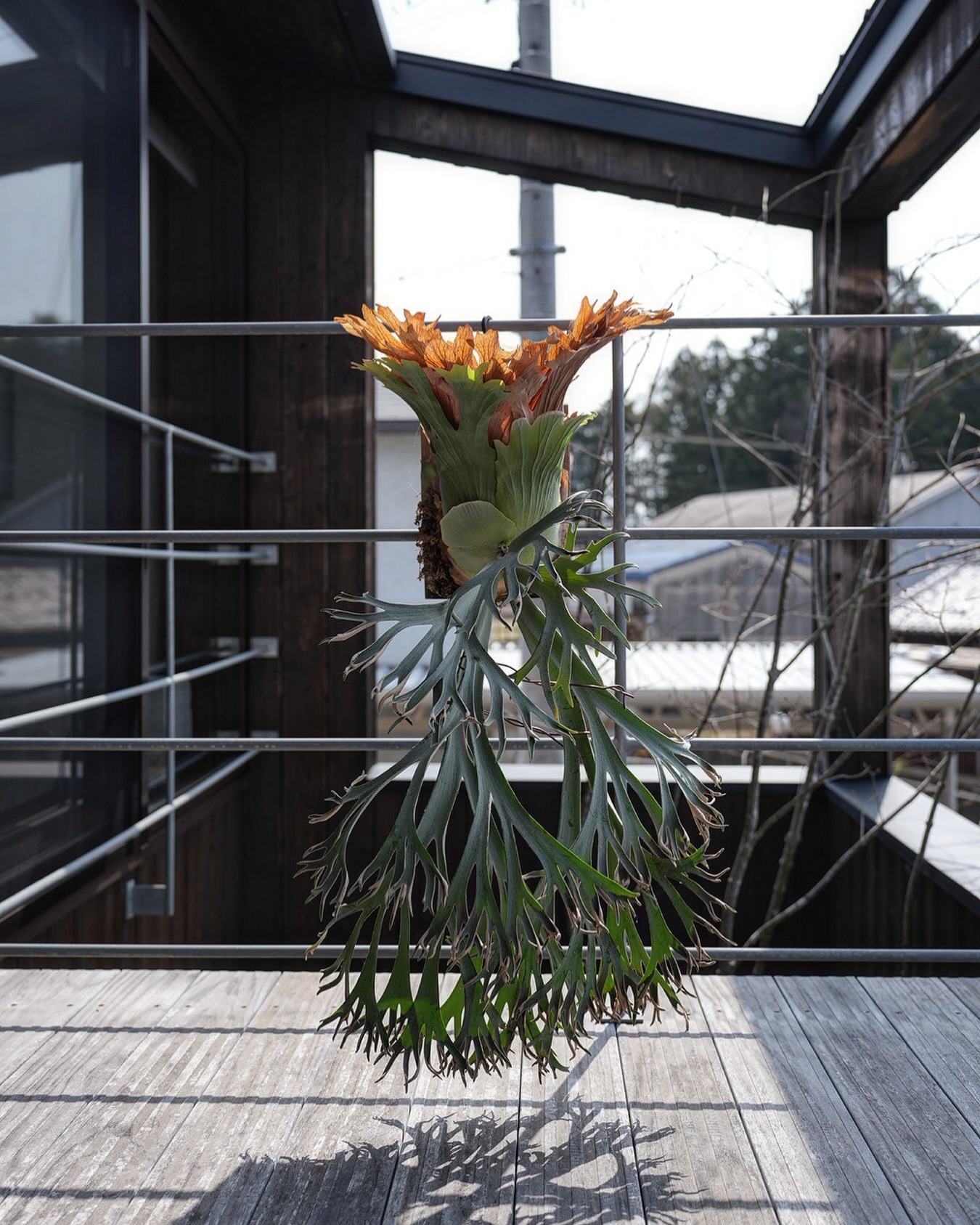 P.willinckii 月光爪哇 from @comolebi_plants 皆様昨日はありがとう