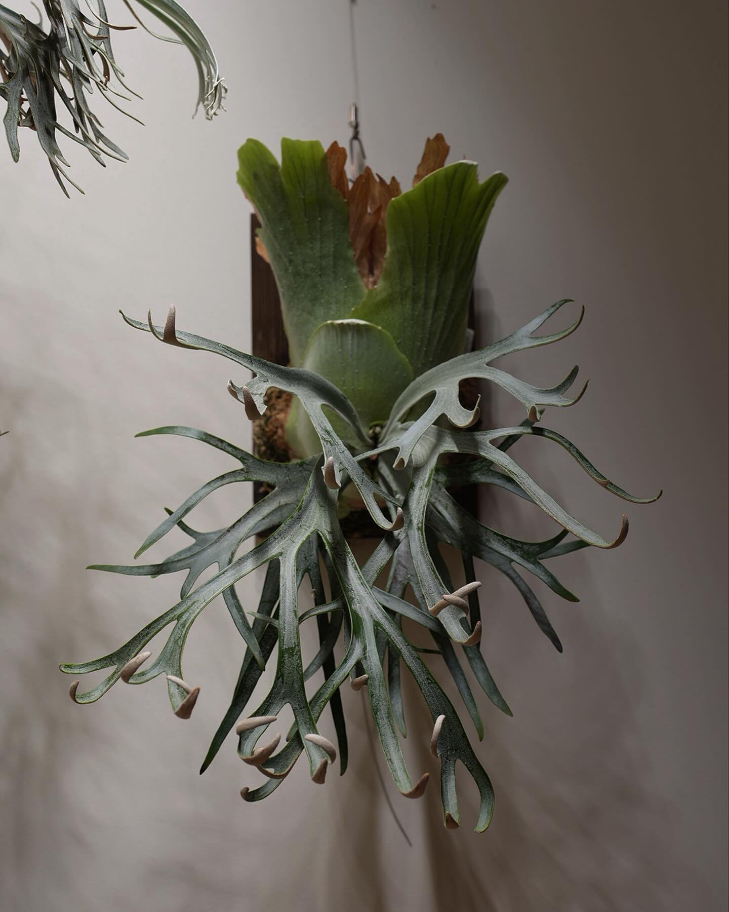 P.willinckii moonlight 貯水葉は前回を更新するみたいです。 胞子葉の頭が出てき