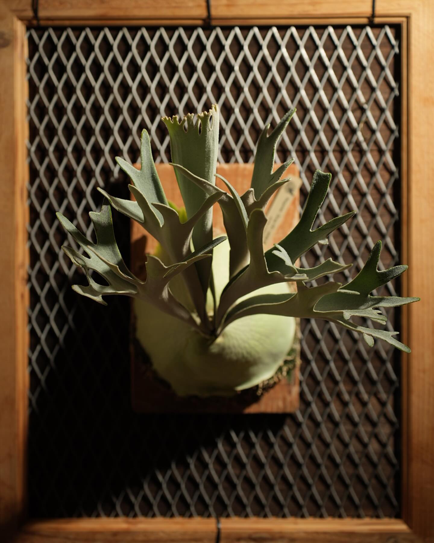 P.veitchii sporeling (Group-VR) from @acupom219 さん