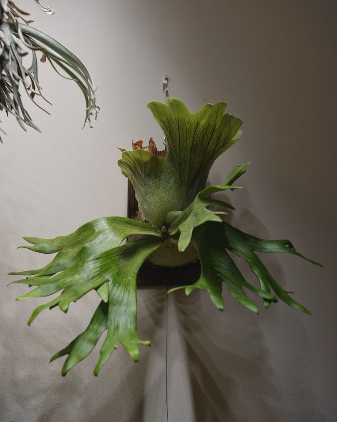 P.willinckii wallichii ワリチーぽくもありウィリンキーぽくもある。