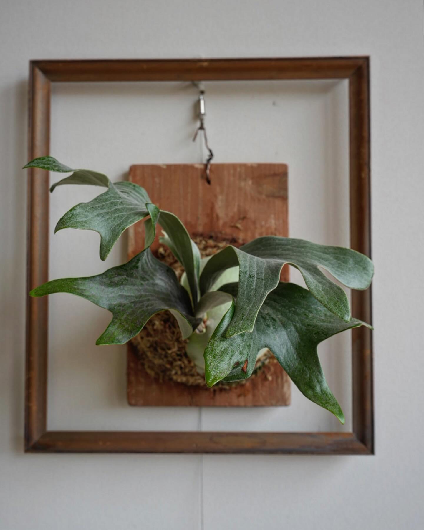 P.hillii has この株はその昔、三重糜会の会長であられる @zutto_kin 氏よりもた