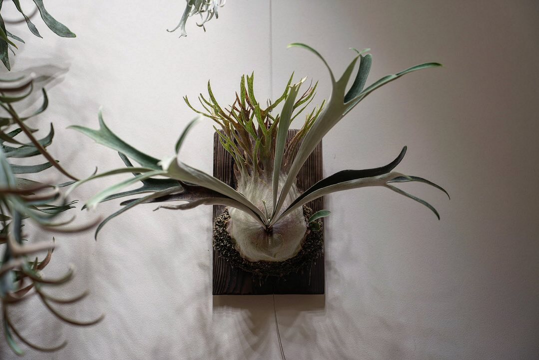 P.veitchii auburn river胞子培養＃3 1枚目2024.3.27 2枚目2023