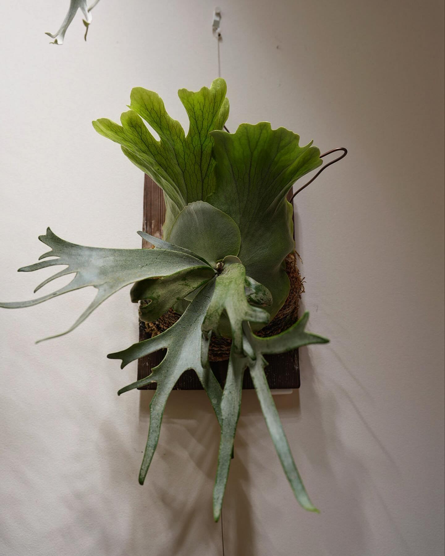 P.willinckii blue queen 確かにこれくらいのサイズのウィリンキーは可愛い。 こ