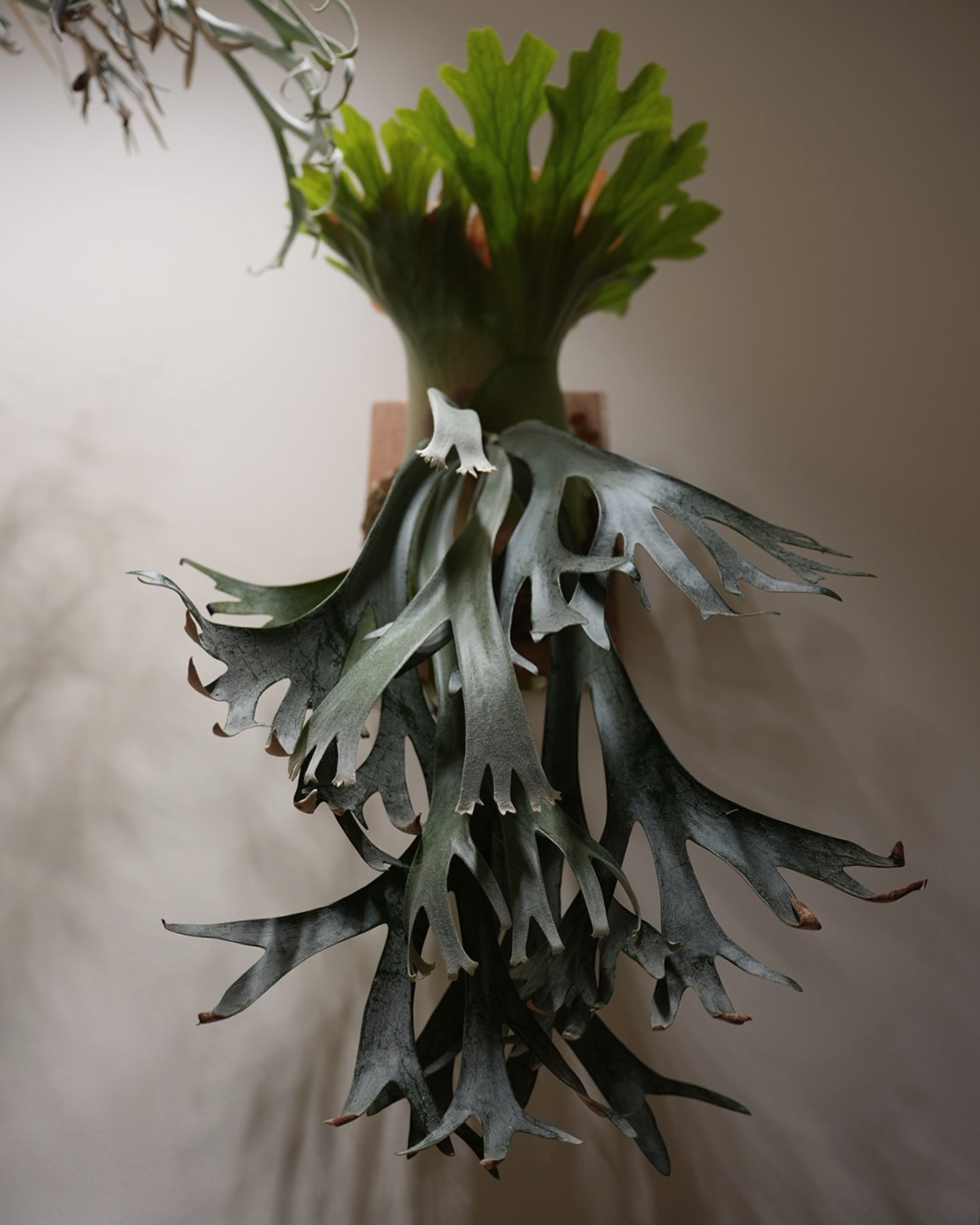 P willinckii scofieldtatsuta spore from @botanique