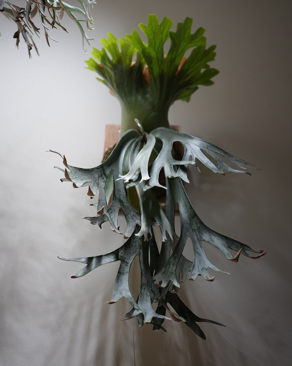 P willinckii scofieldtatsuta spore from @botanique