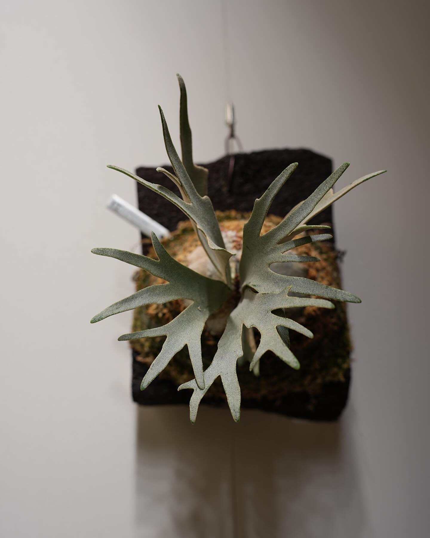 Platycerium willinckii “Blue Queen Dwarf Sporeling