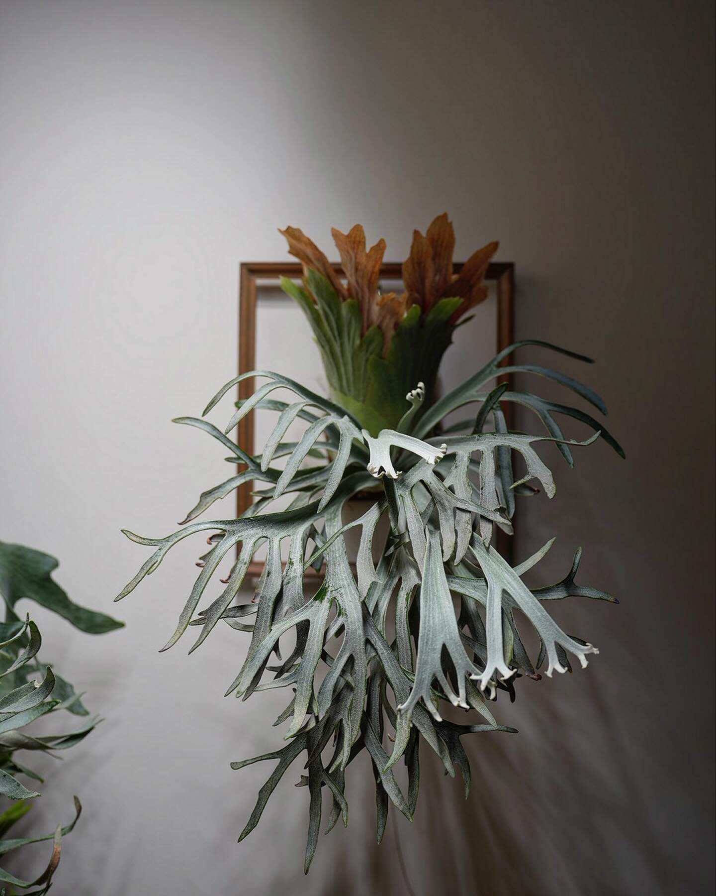 P.willinckii moonlight from @katsu_hibino 一体どこまで美し