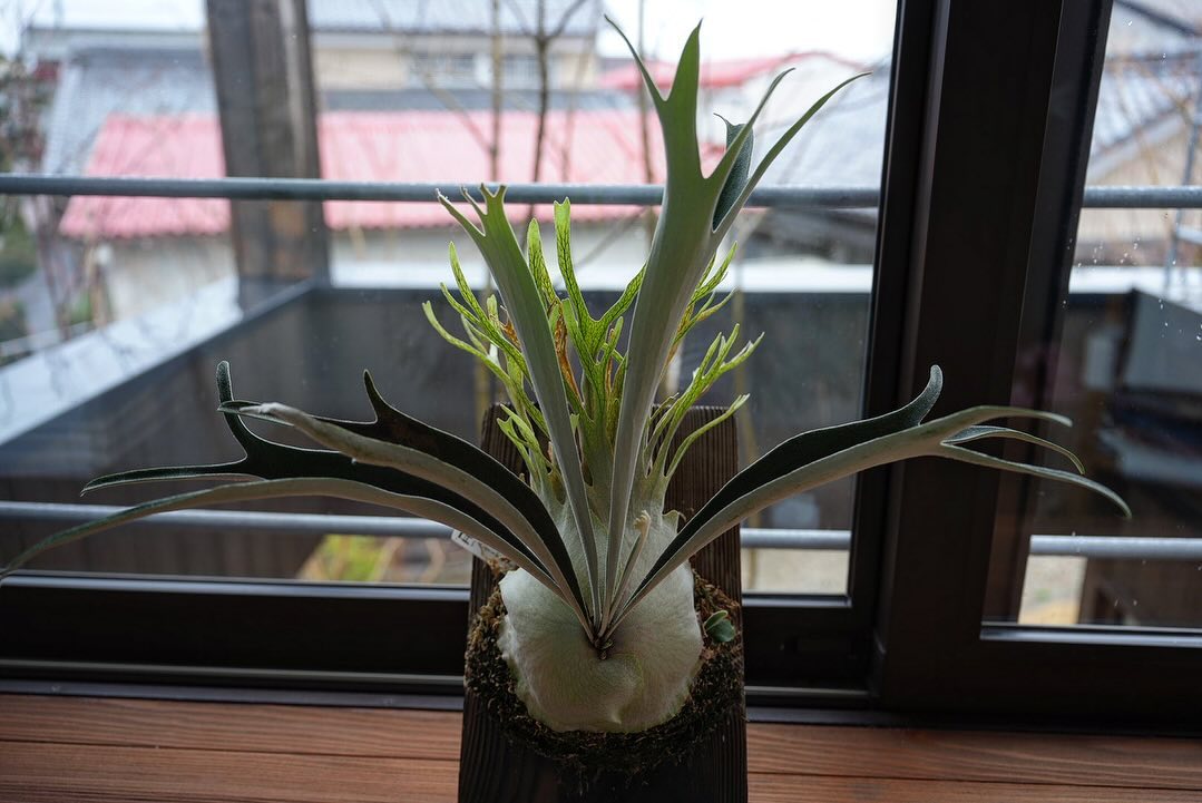 P.veitchii auburn river胞子培養＃3 イカみたいでカッコいい。 カッコいいから