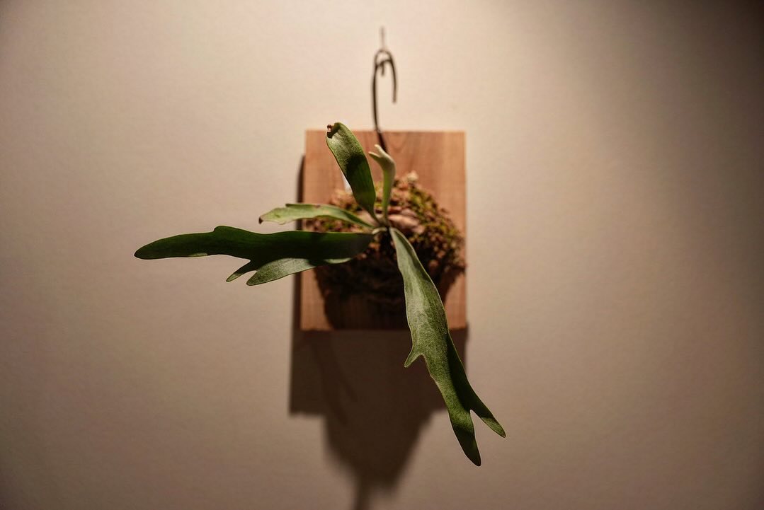 Phenomenal 2024年3月