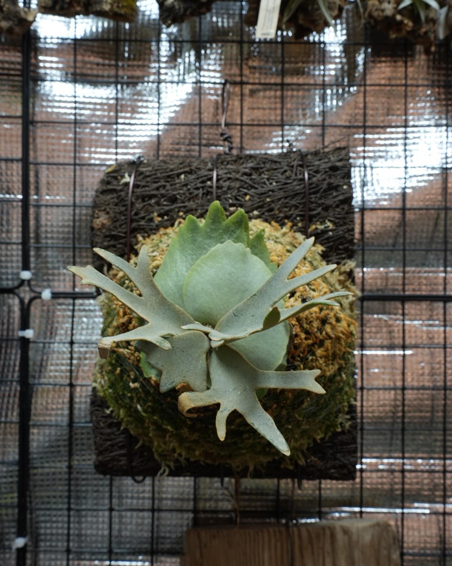 Platycerium willinckii OMG なかなかスピード上がらず テコ入れでヘゴ板に変