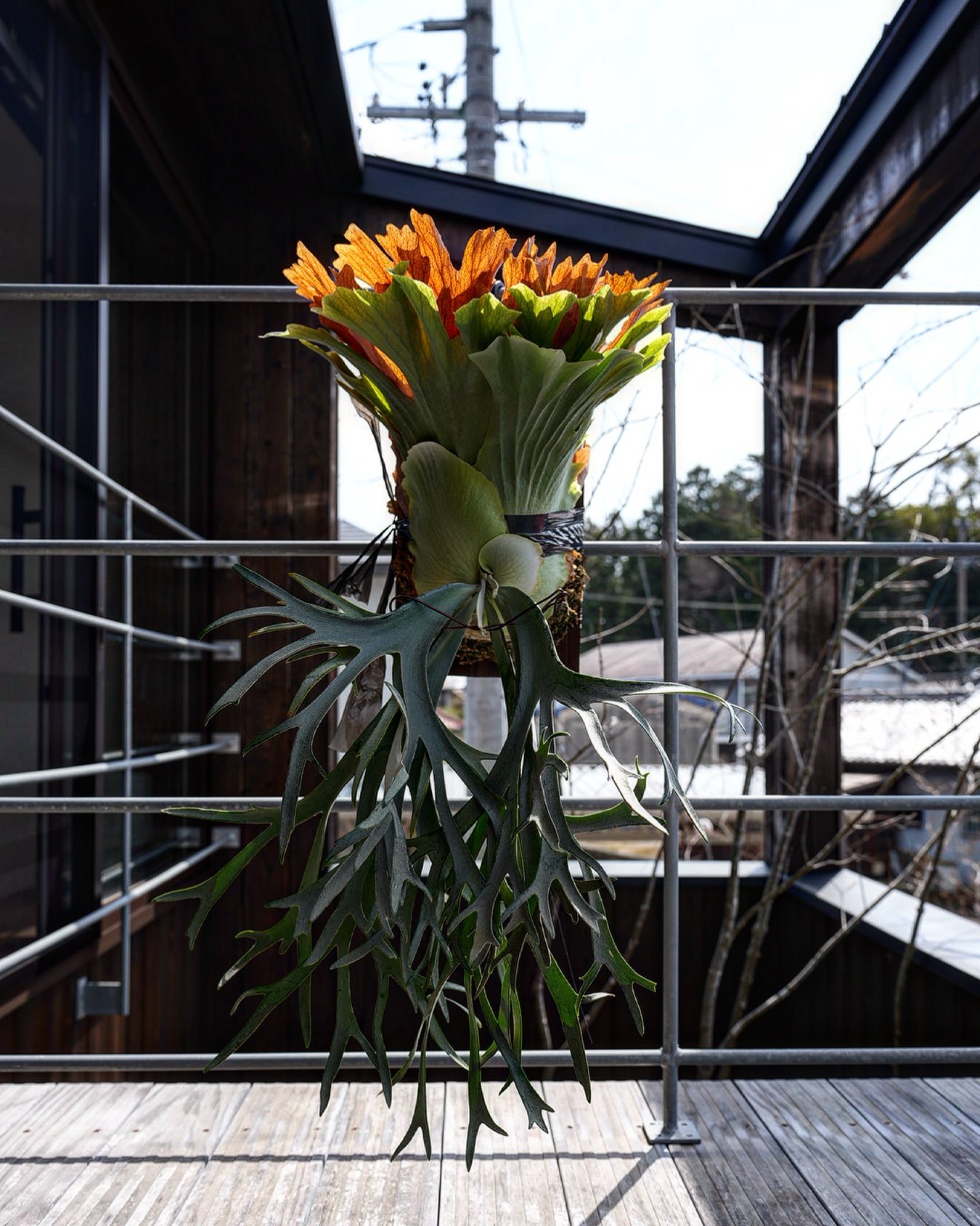 P.willinckii smurf from @katsu_hibino 外で撮るのも良いですね。