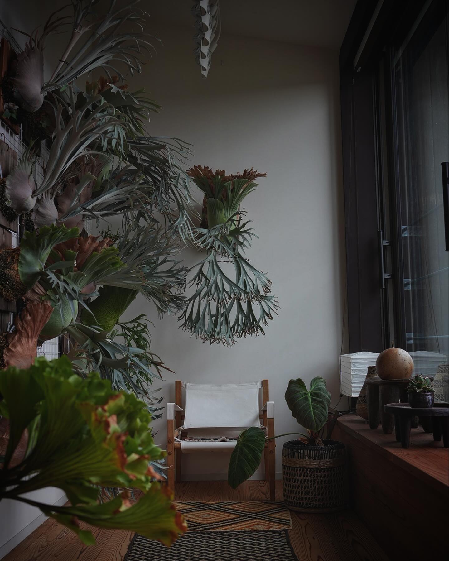 P.willinckii 月光爪哇 from @comolebi_plants 子供の行動範囲拡大に