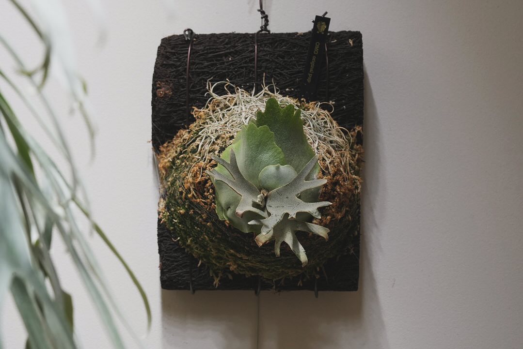 Platycerium willinckii OMG 今回の胞子葉は一味違う。 このサイズでこんな新