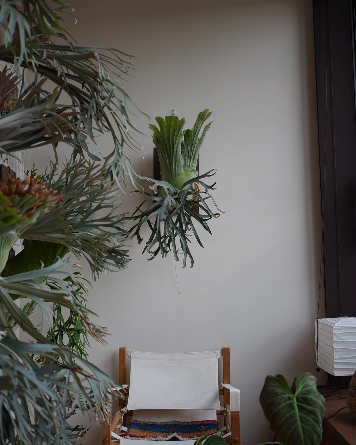 P.willinckii moonlight 予想以上に貯水葉が高くなった。 これはデカくなる。