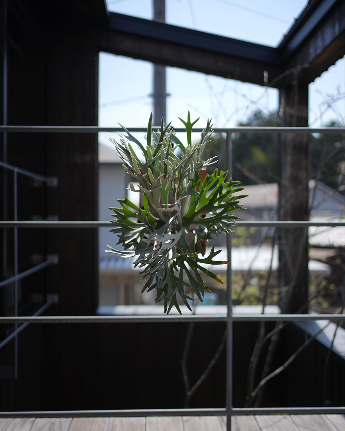 P.Elsa from @vandaka_plants 独特。 正面と真横で印象が全然違うビカク。 