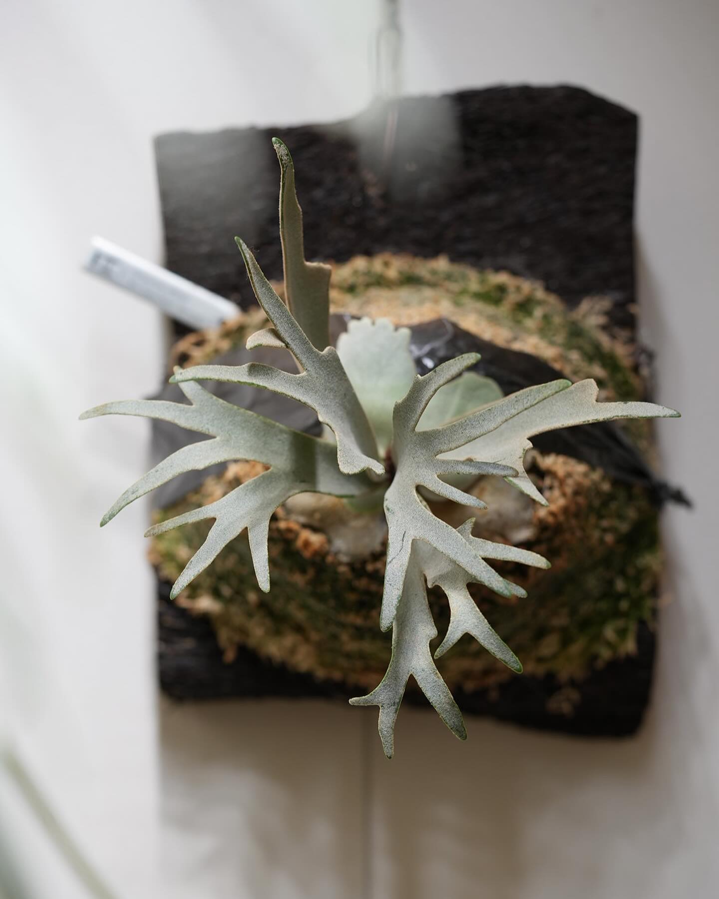 Platycerium willinckii “Blue Queen Dwarf Sporeling