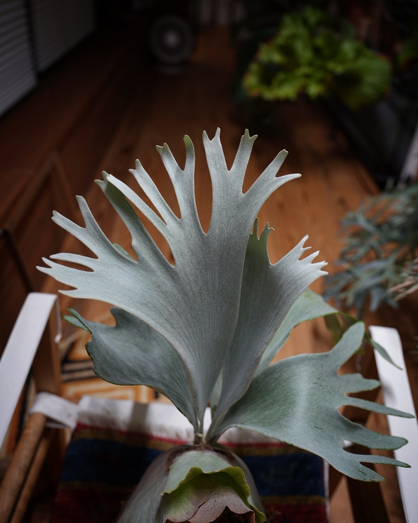 P.White gizmo やっと面白くなってきたわい。