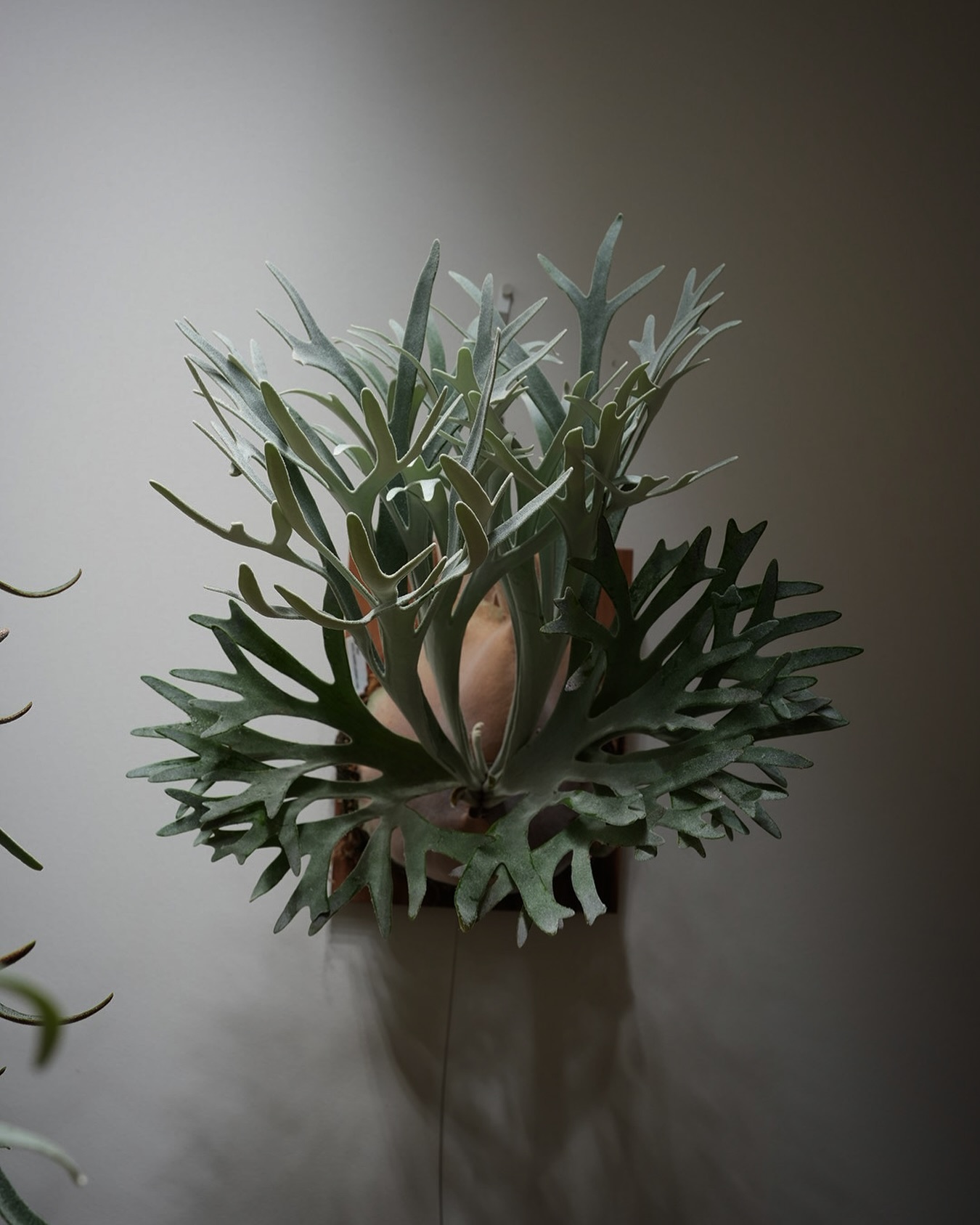 P.Elsa from @vandaka_plants 葉っぱ切ったら男前でした。 理想の姿に近づき