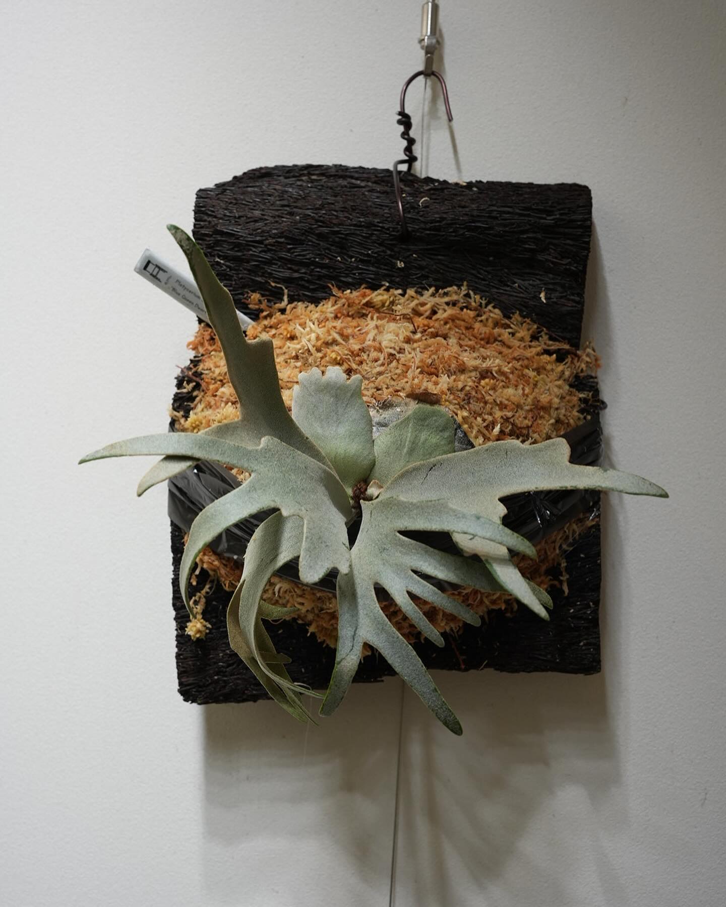 P.willinckii 'Blue Queen Dwarf Sporeling'（BQDs）