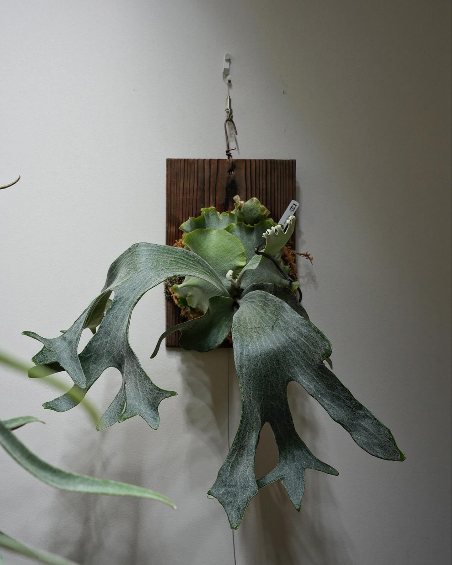 P.Ginka from @botanyvalley 縦(3枚目)の胞子葉を横(2枚目)に矯正。 針