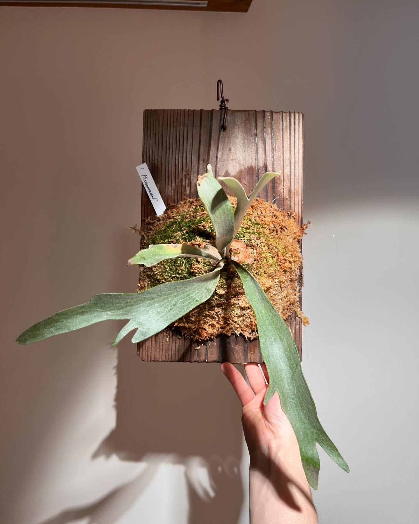 P.Phenomenal from @katsu_hibino 根が板に到達したため苔増し。6枚目 