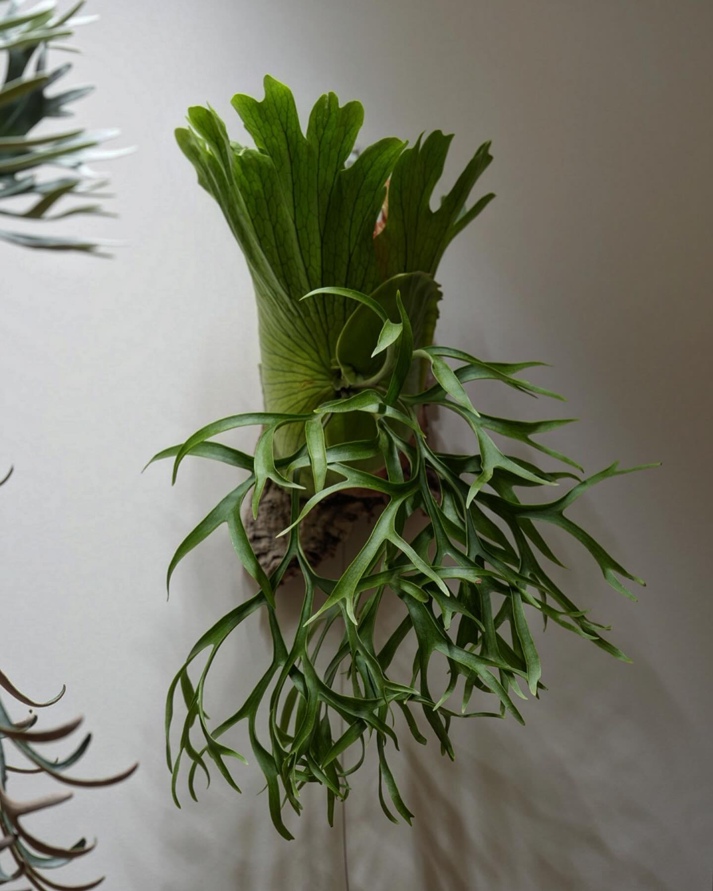 P.coronarium waiwai from @vandaka_plants 男の人ってこういう