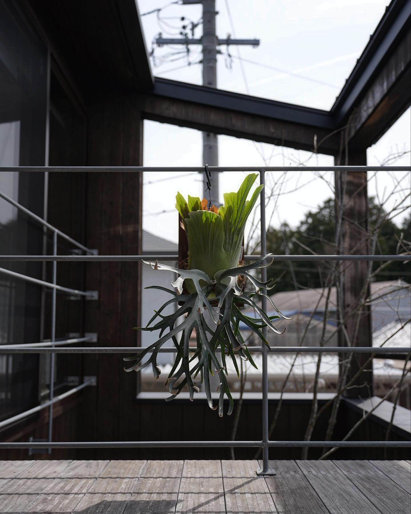 P.willinckii moonlight ヤバビカクの胎動を感じます。