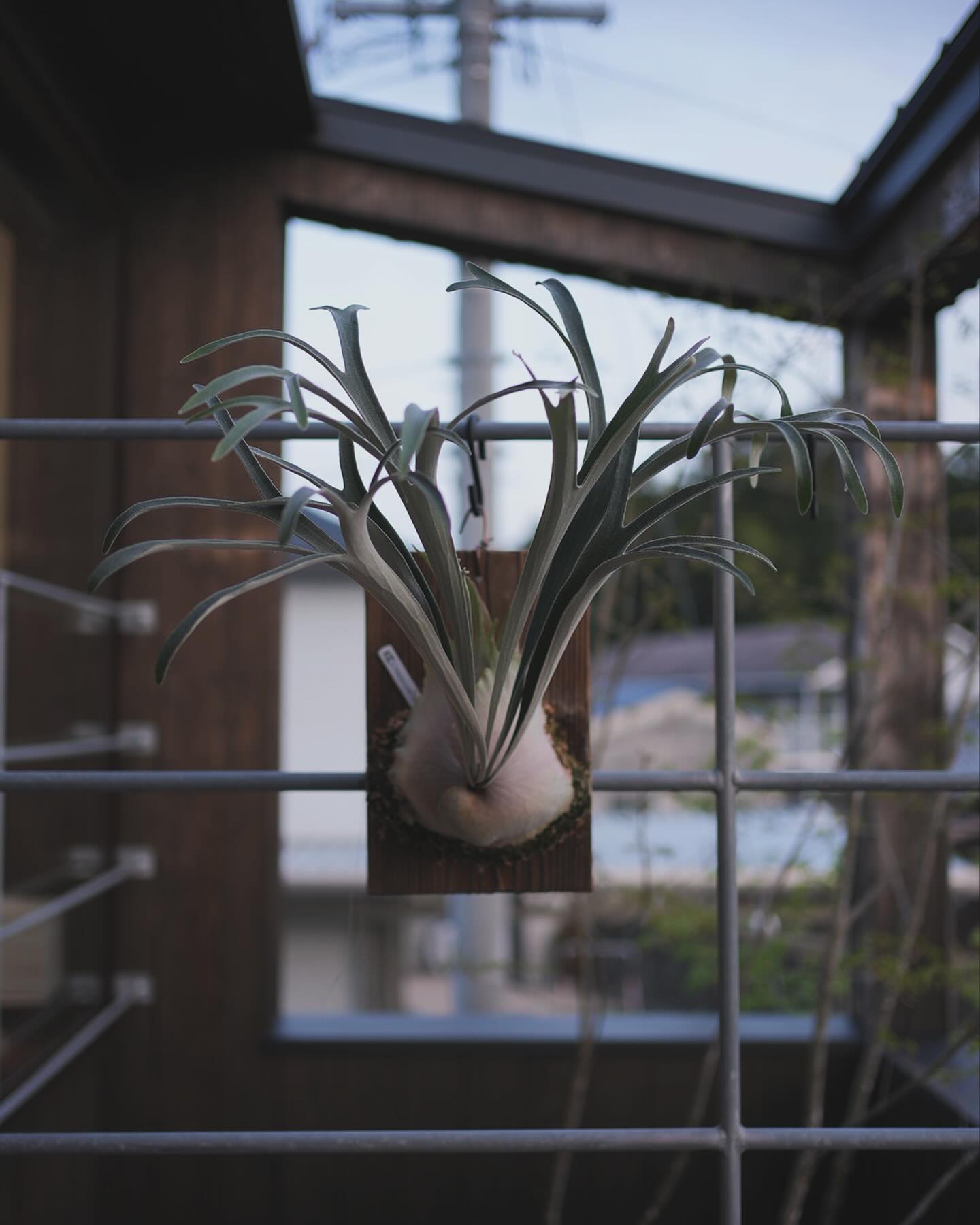 P.veitchii "doralemo” 個人的には理想的な胞子葉の形に作れました。 この株には色