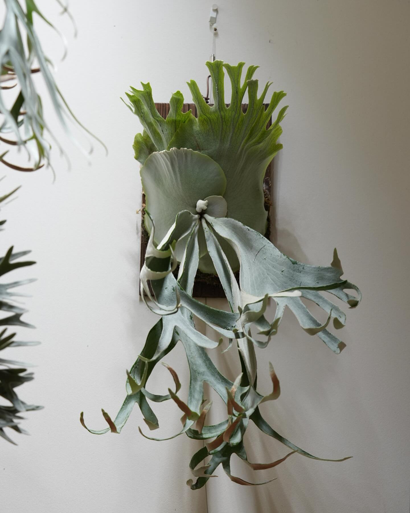 P.gqgq ジクジクは貯水葉もフリーダムなので、コントロールが大変であるよ。