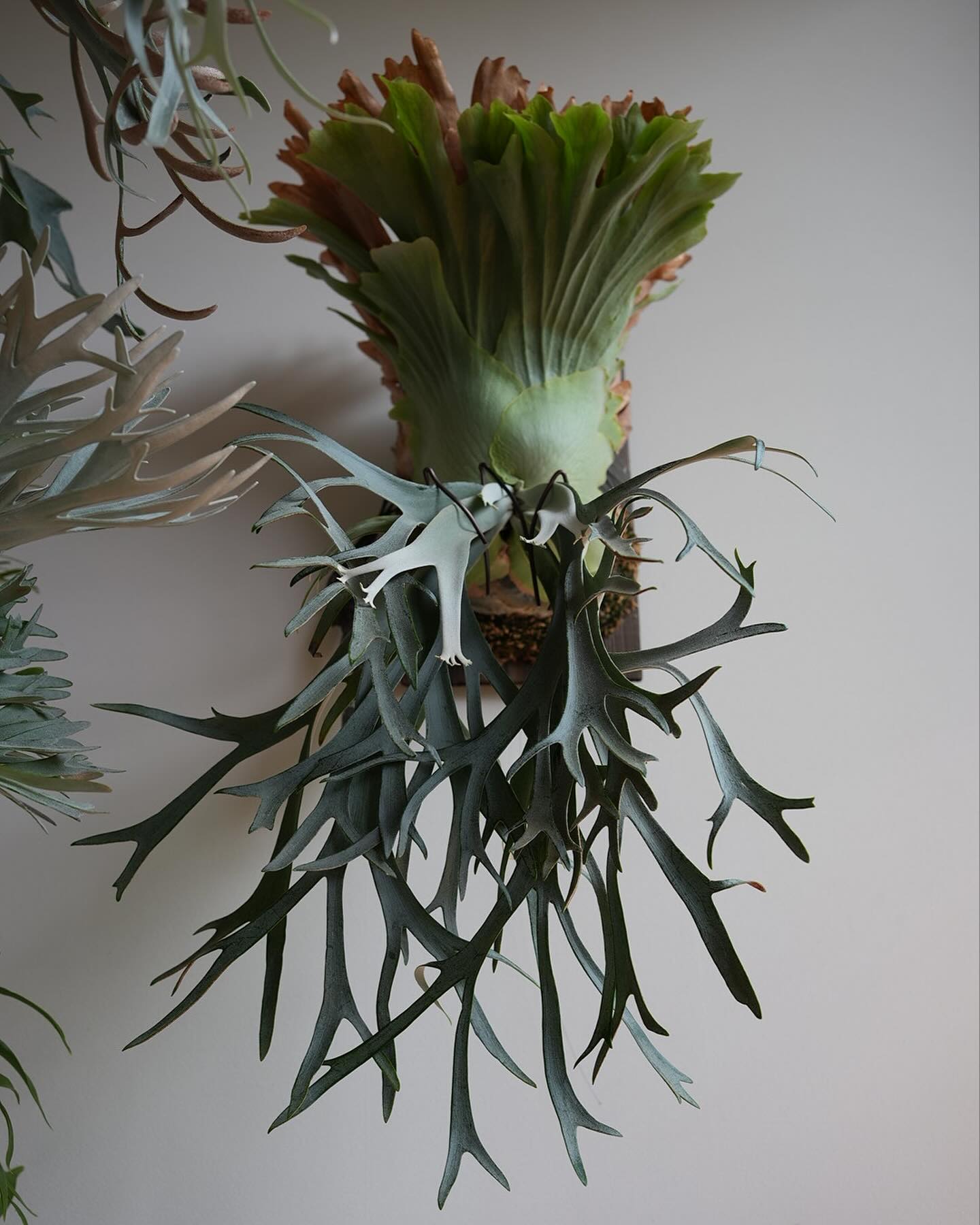 P.willinckii smurf from @katsu_hibino みんな！スマーフの魅力は