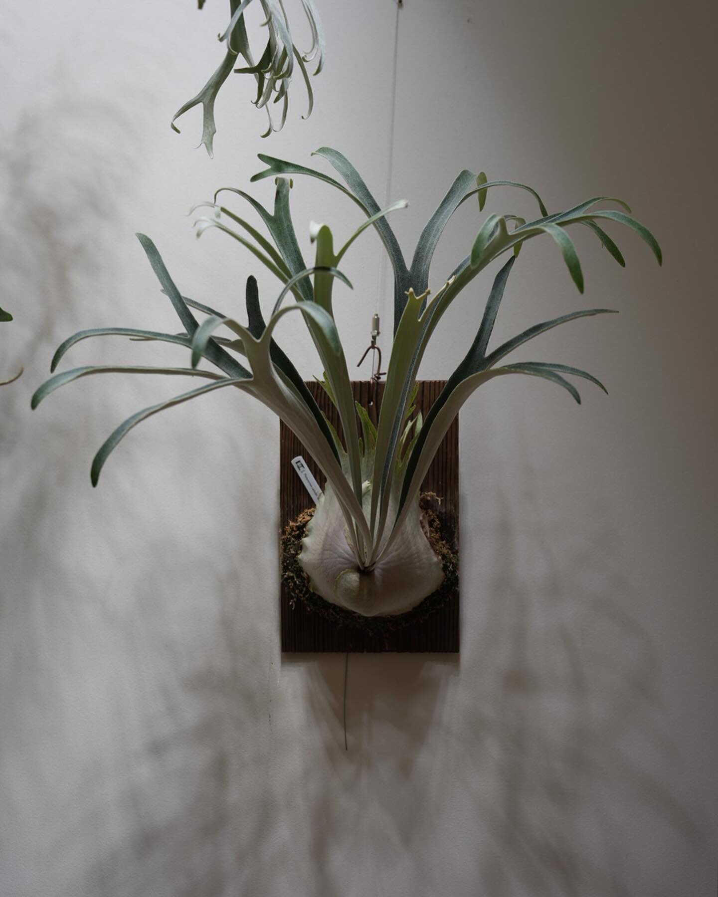 P.veitchii "doralemo” 水ビチャビチャ管理でも立つものは立つのである。