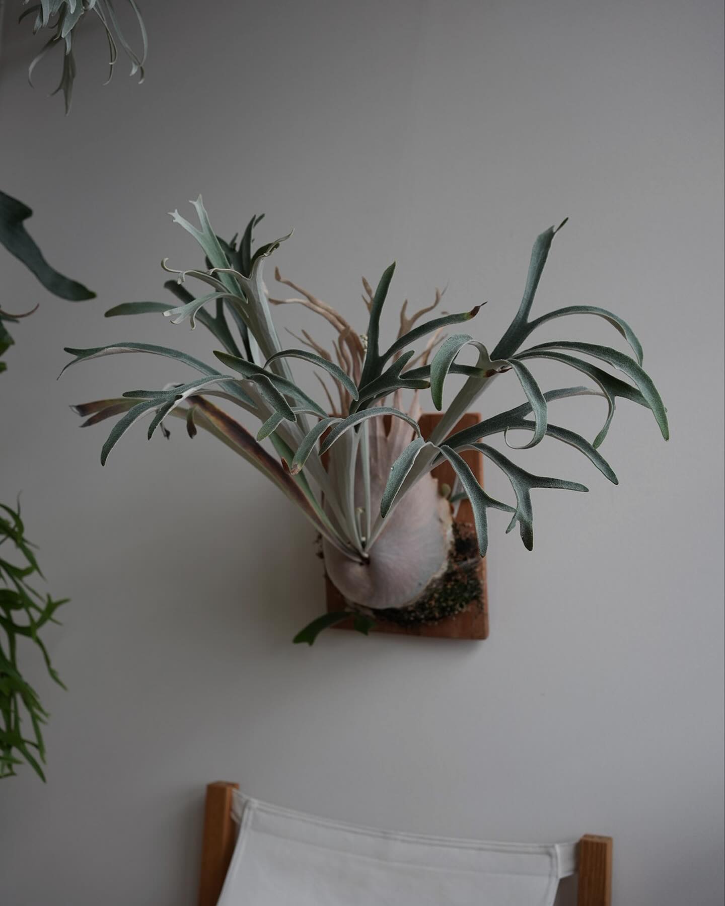 P.veitchii wild vp16