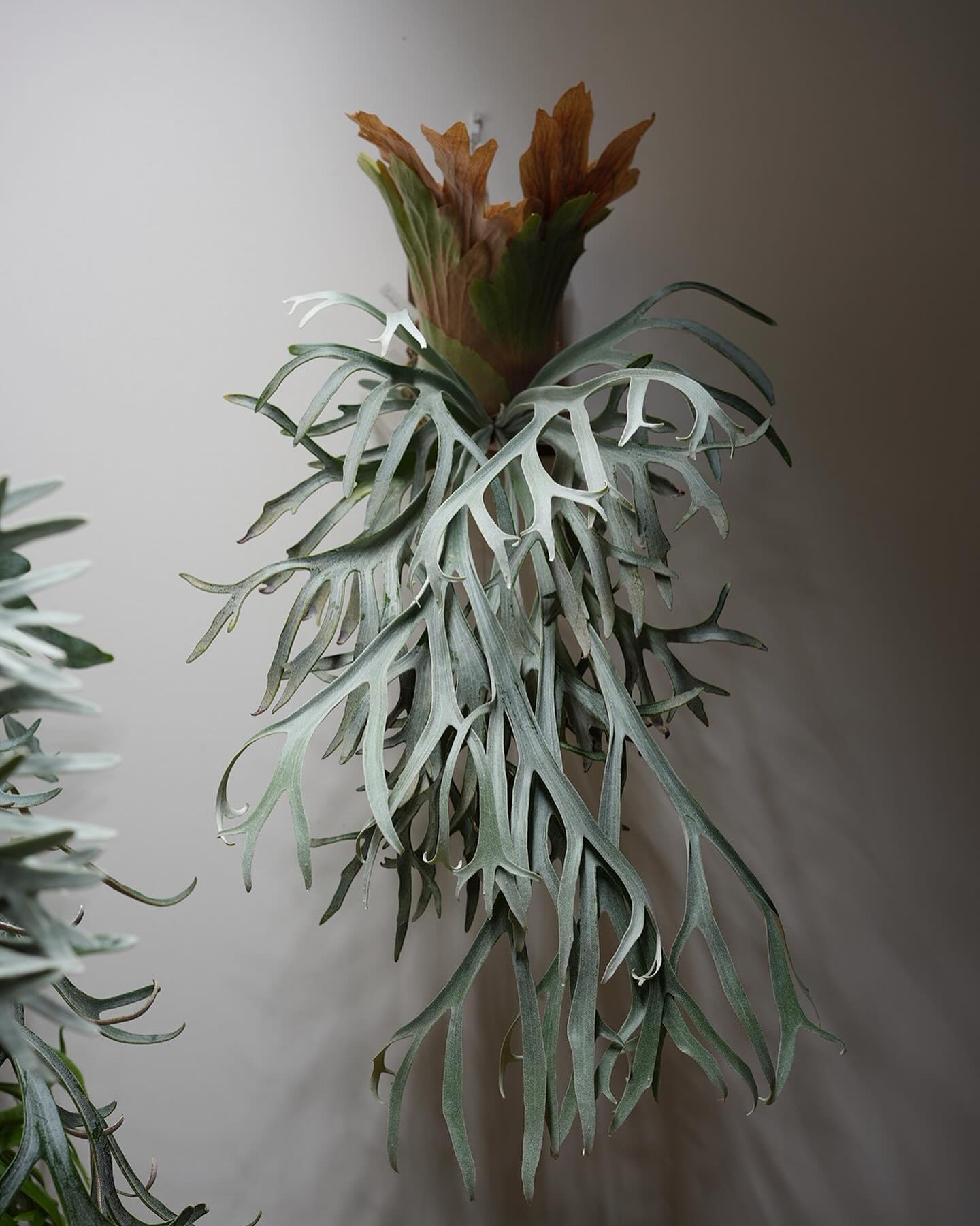 P.willinckii moonlight from @katsu_hibino 一体どこまで美し