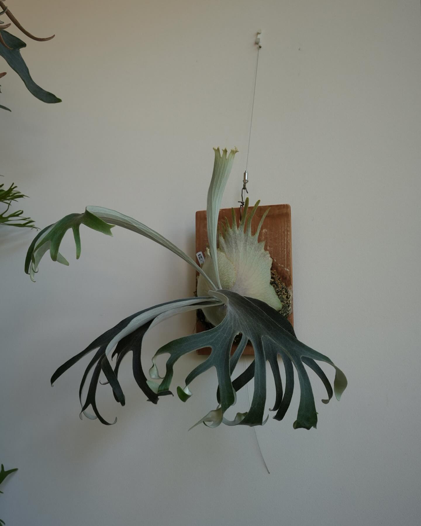 P.veitchii auburn river胞子培養＃1 自家製ARs これだけなんか広葉クルクル