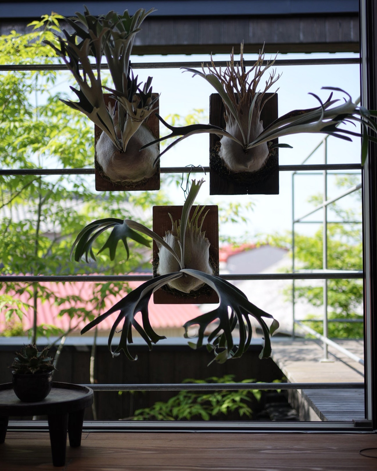 右P.veitchii auburn river胞子培養＃3 左P.veitchii sporeli