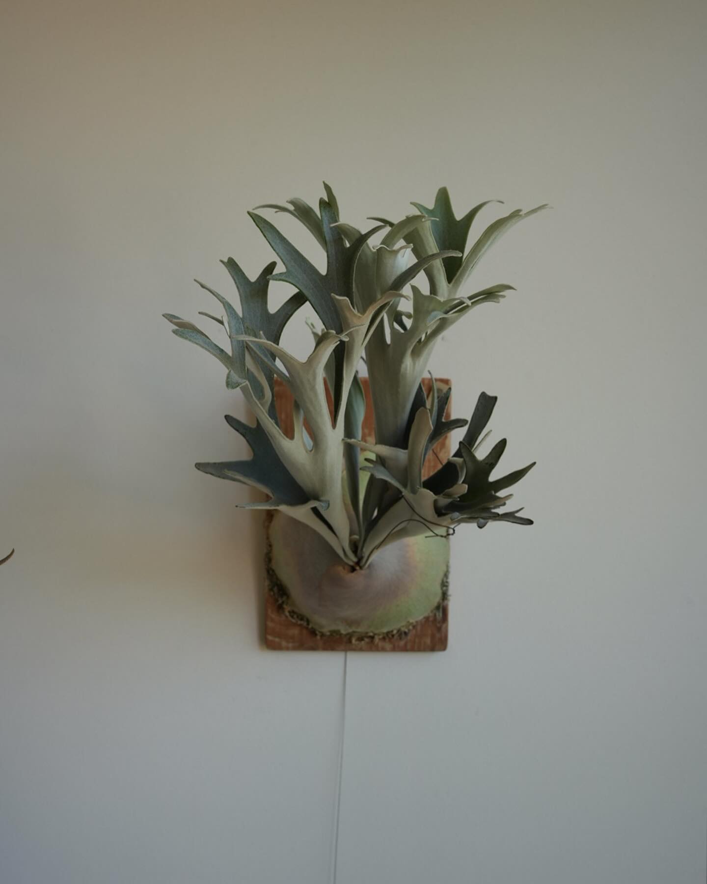 P.veitchii sporeling (Group-VR) from @acupom219 さん