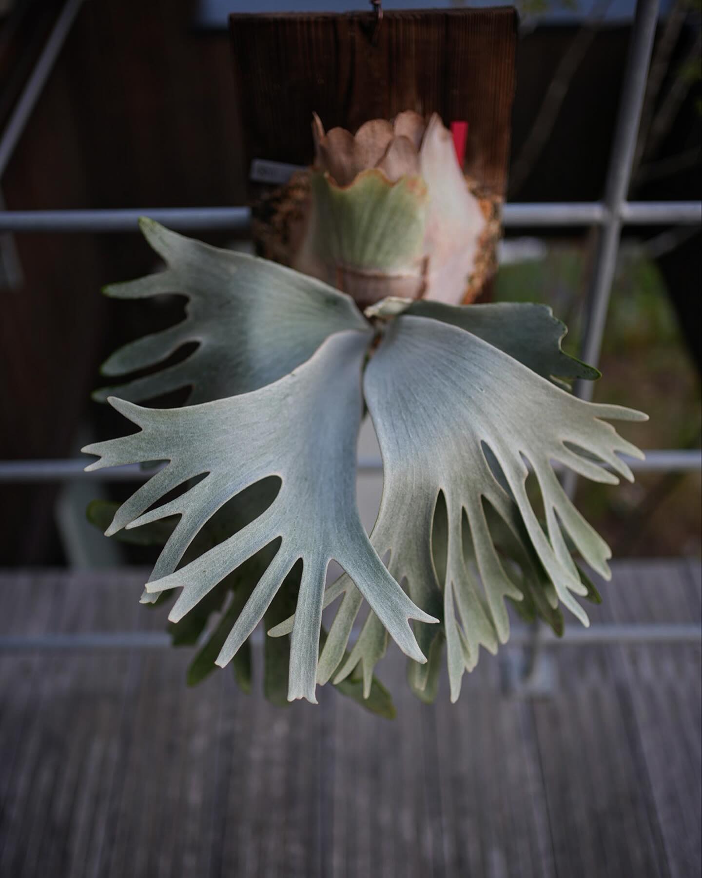 P.White gizmo 結構垂れるんですね。