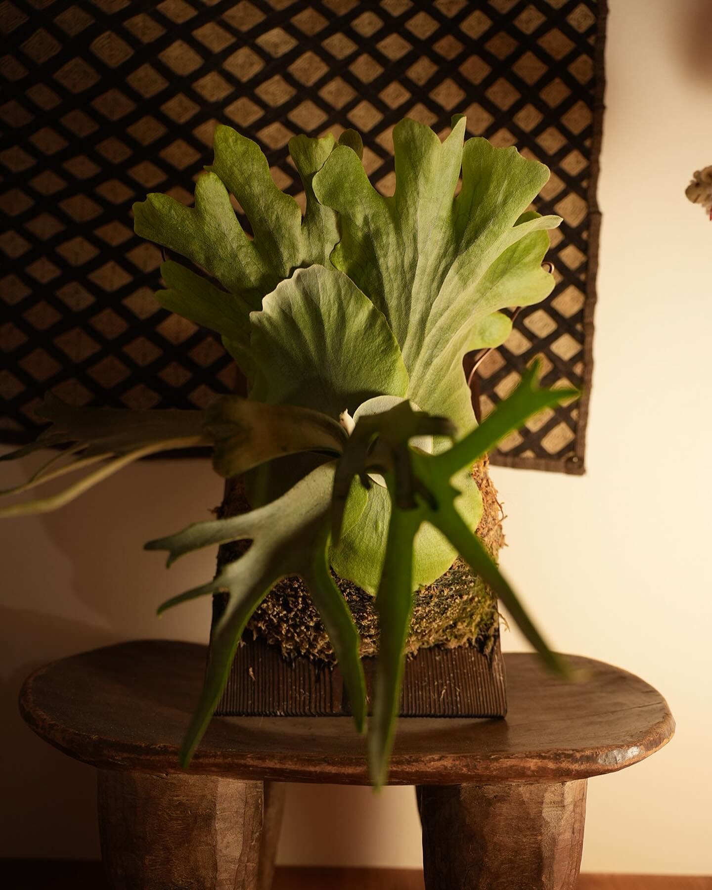 P.willinckii blue queen ワイヤーやら水苔やら使ってなんとかいい感じの貯水葉に